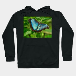 NEW BORN MORPHO, Costa Rica Hoodie